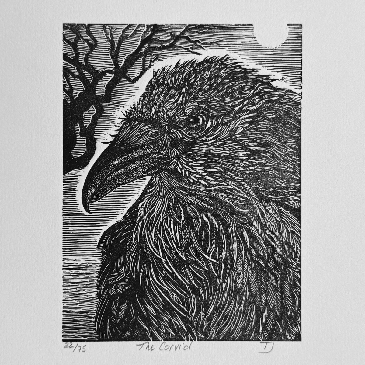 The Corvid King