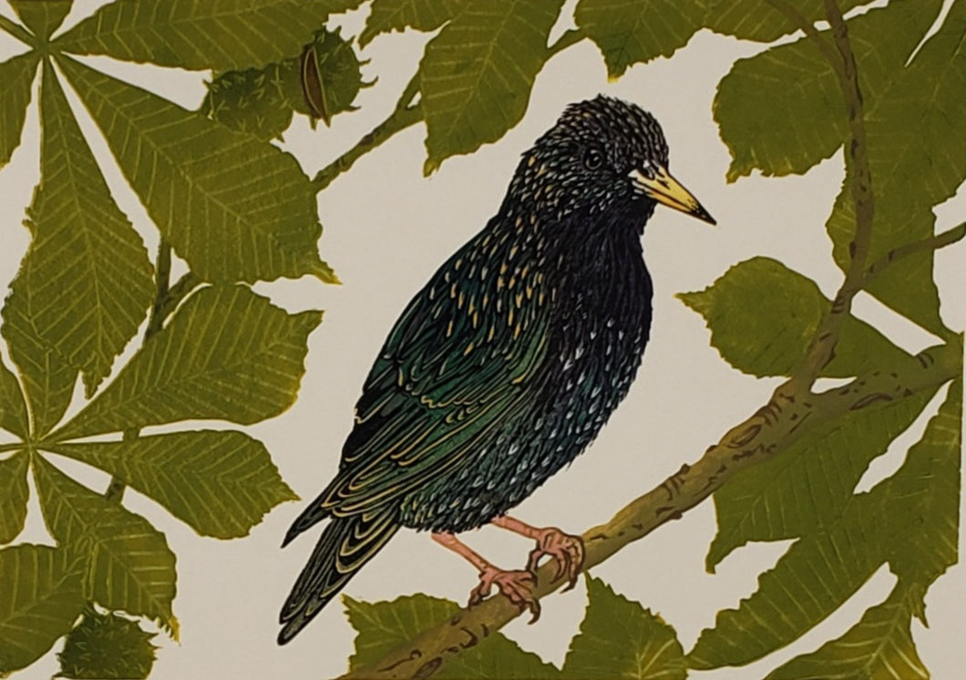 Starling in a chestnut tree